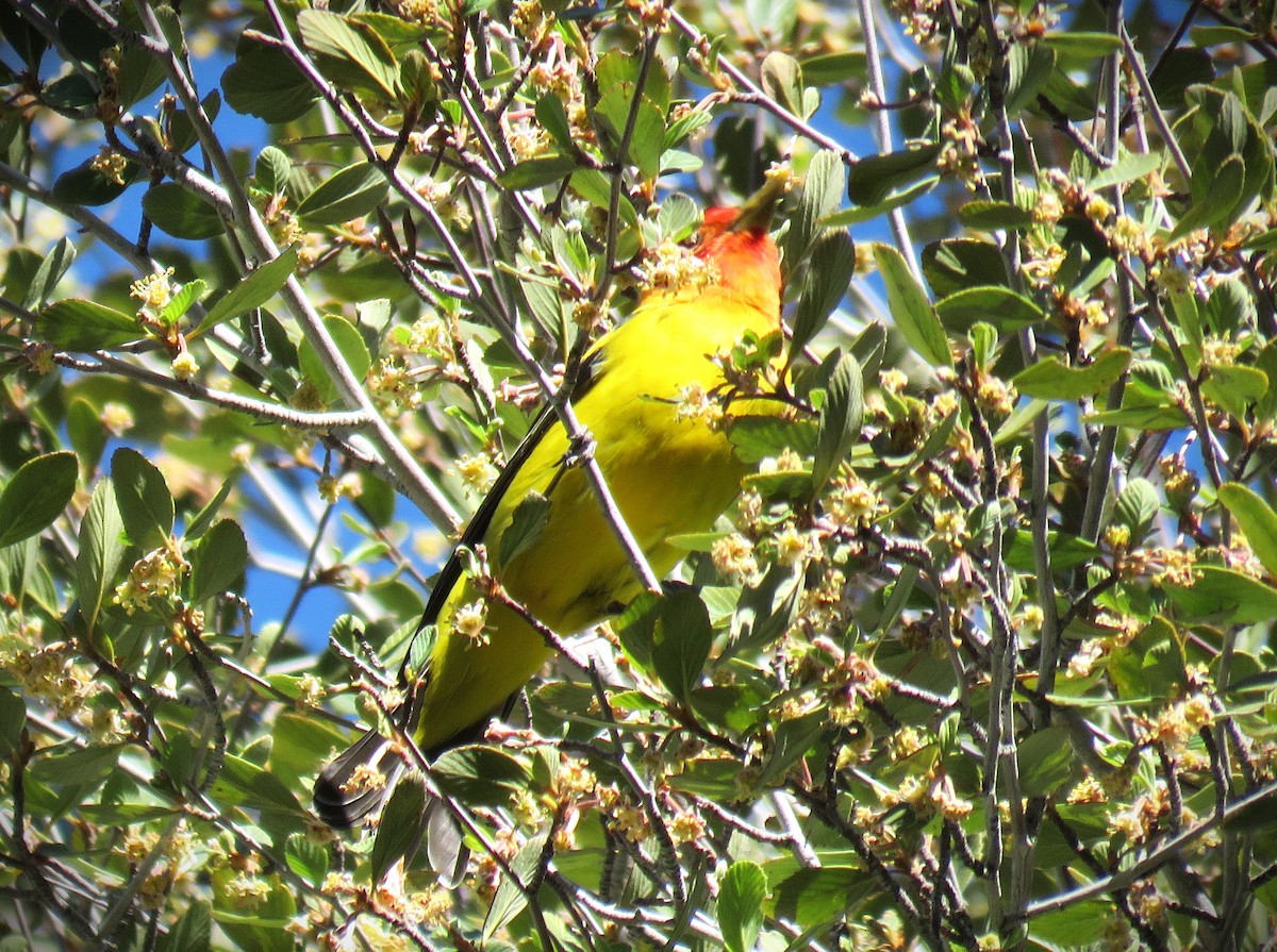 Western Tanager - Michael Long