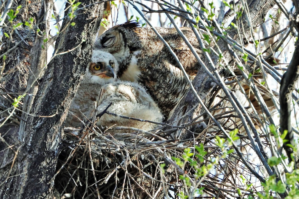 Great Horned Owl - ML618250043