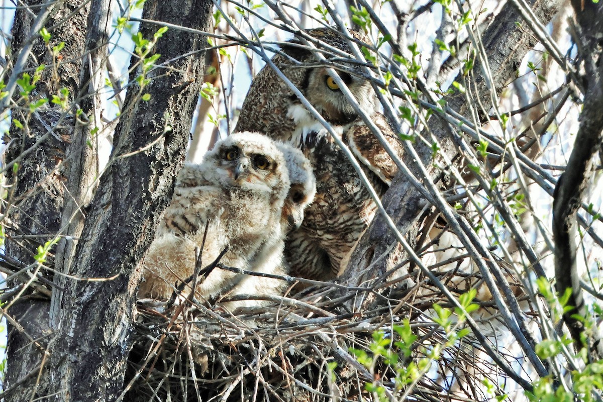 Great Horned Owl - ML618250044