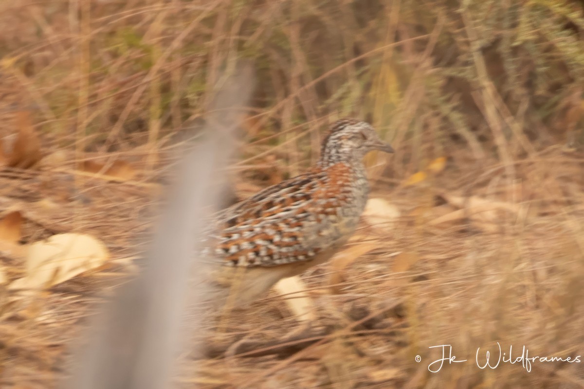 Painted Buttonquail - ML618250054