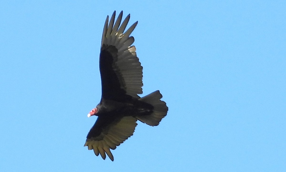 Turkey Vulture - ML618250093