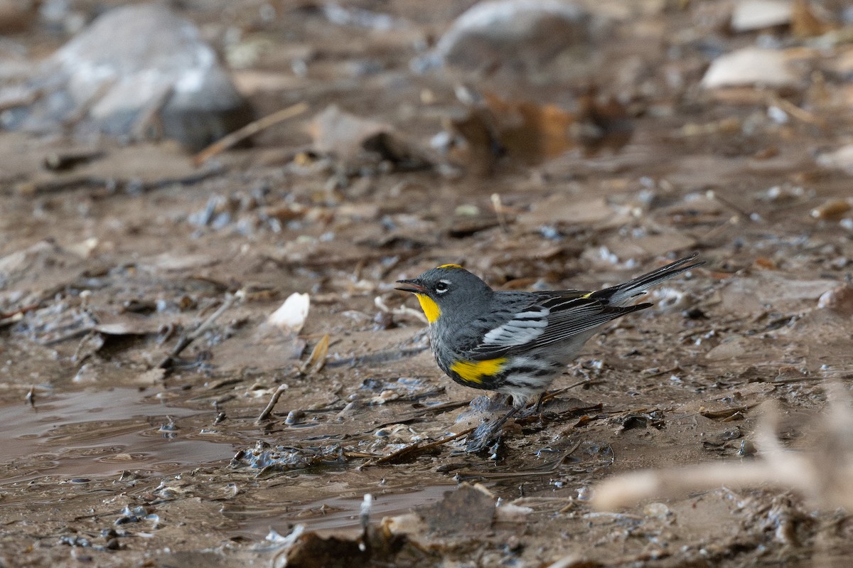Yellow-rumped Warbler (Audubon's) - T. Jay Adams