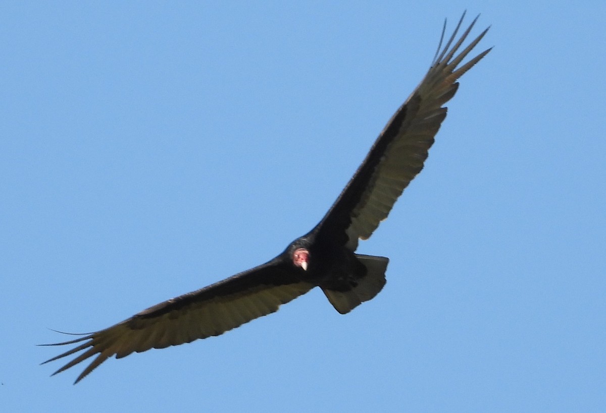 Turkey Vulture - ML618250101