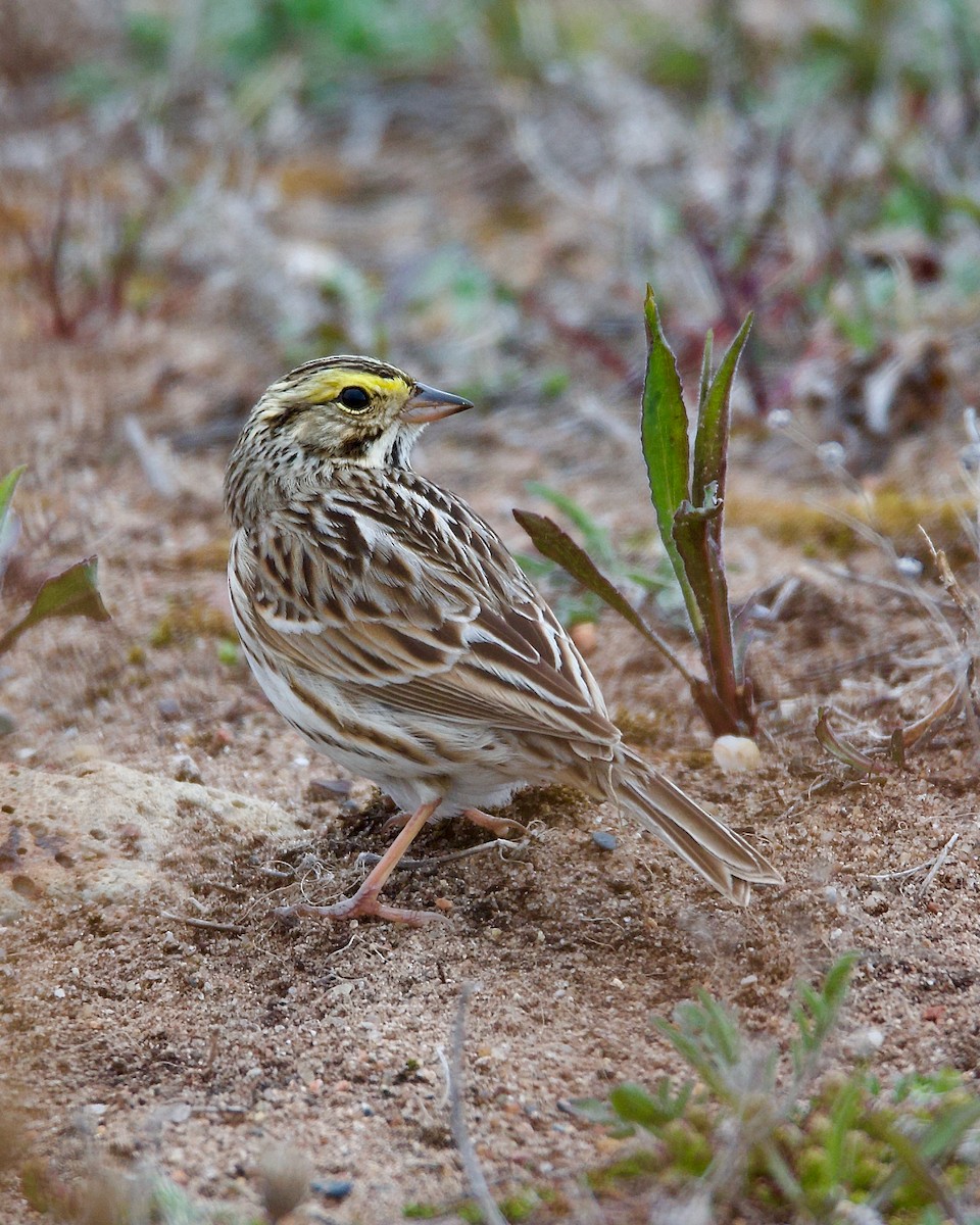 Savannah Sparrow - ML618250105