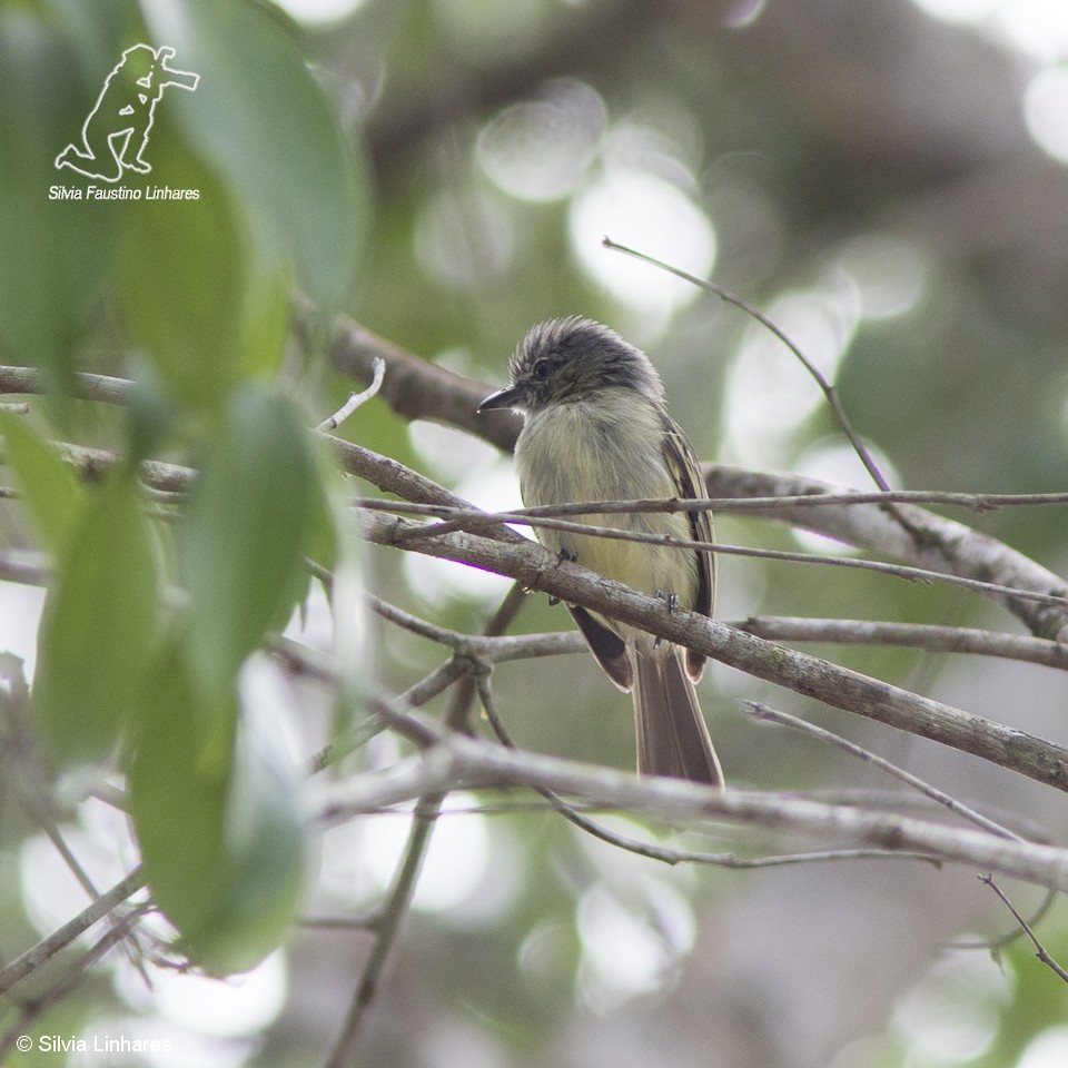 Gray-crowned Flatbill - ML61825011