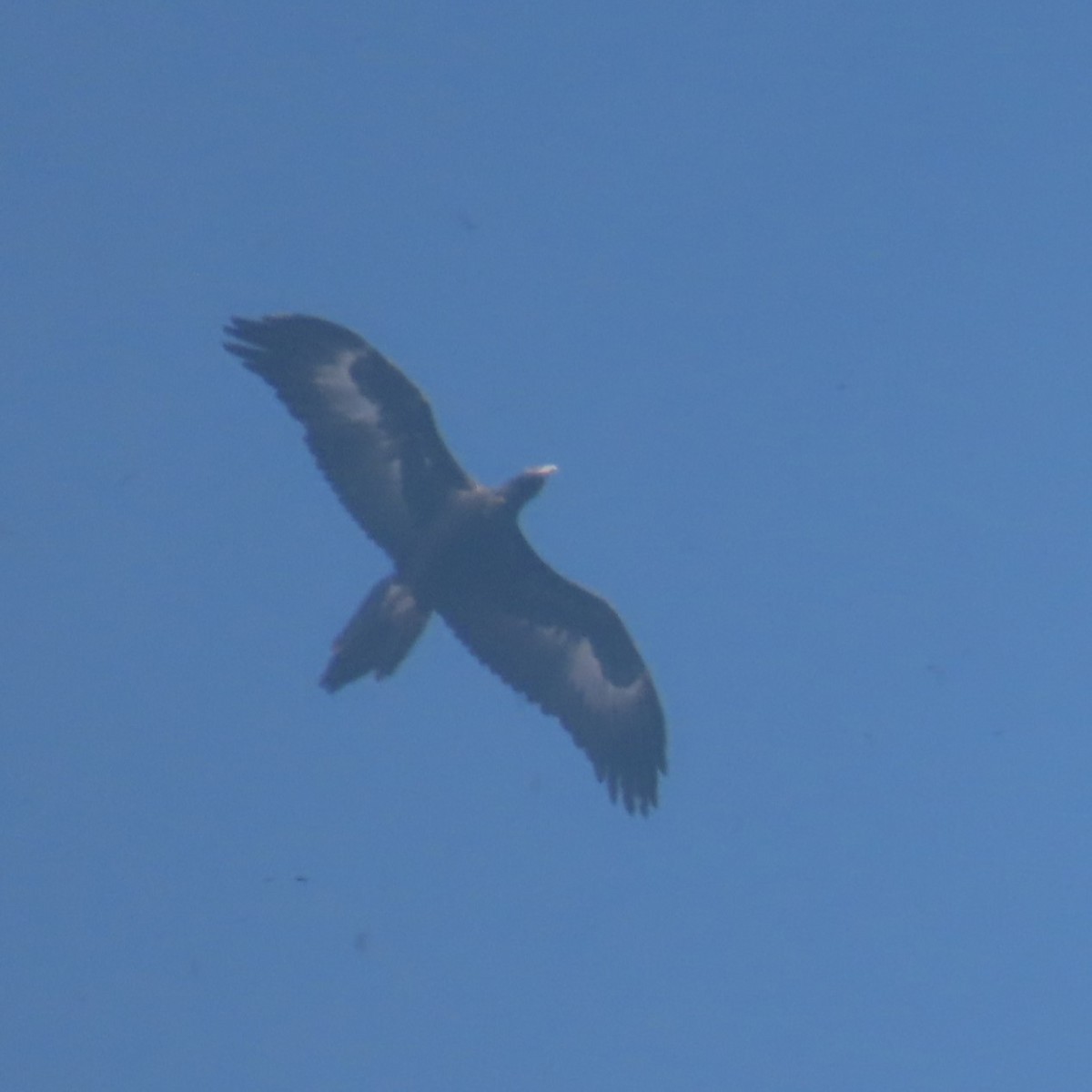 Wedge-tailed Eagle - ML618250121
