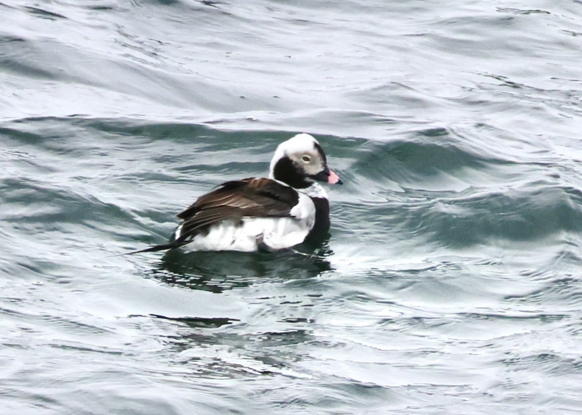 Long-tailed Duck - Charlie   Nims