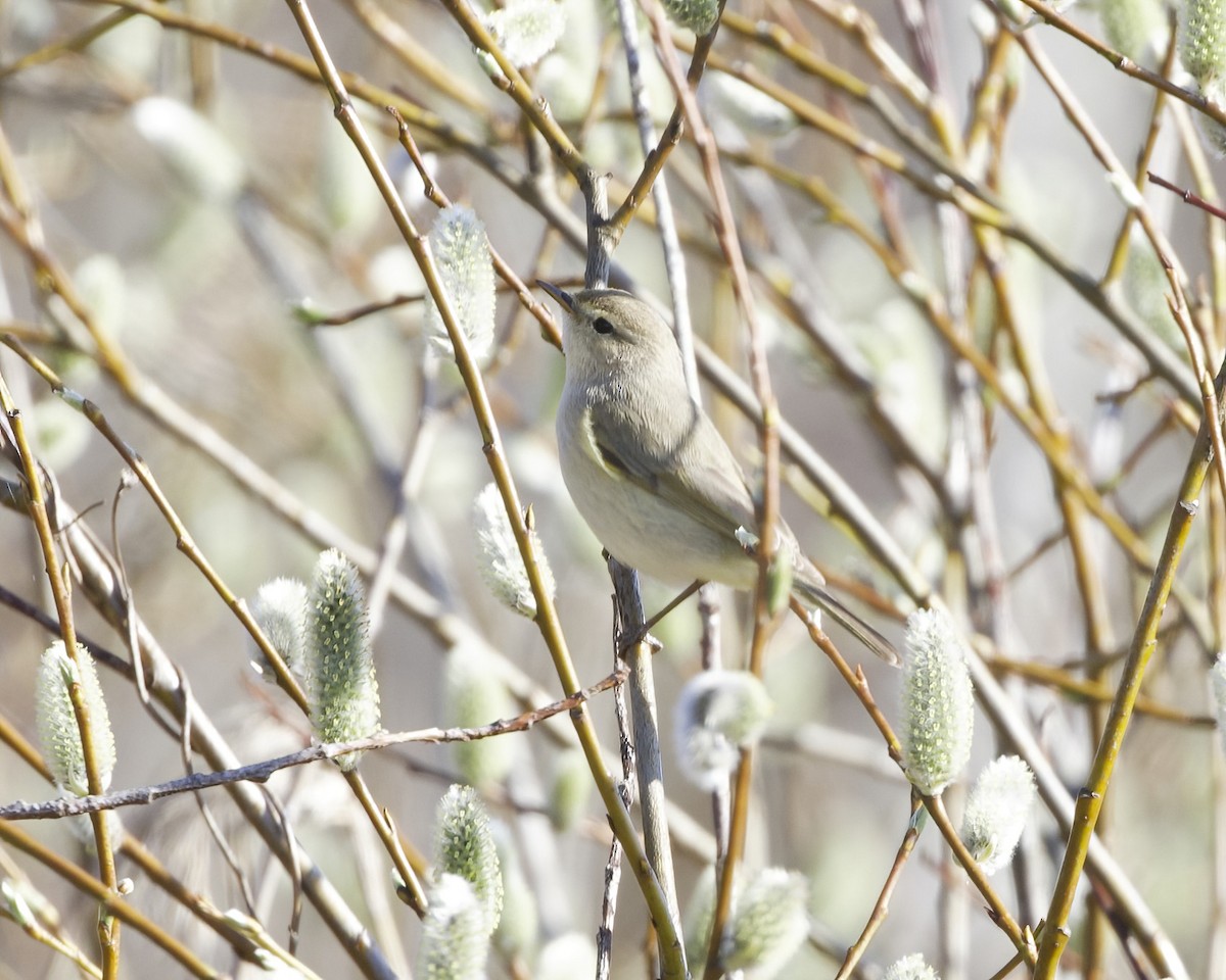 Common Chiffchaff - Terence Degan