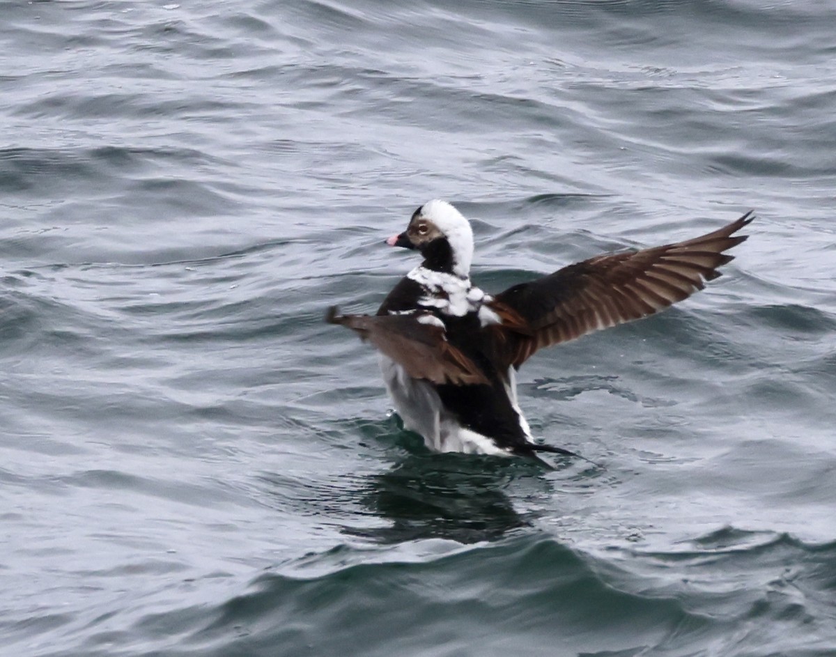 Long-tailed Duck - ML618250178