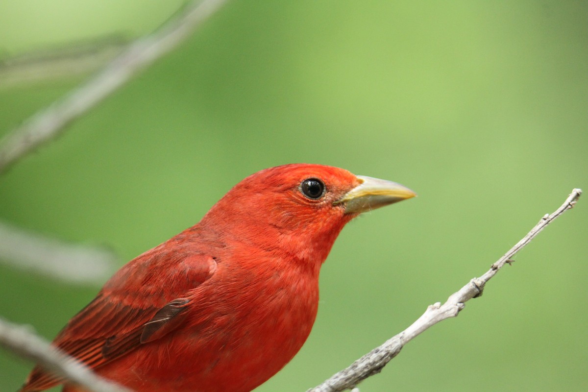 Summer Tanager - Charles Vickers