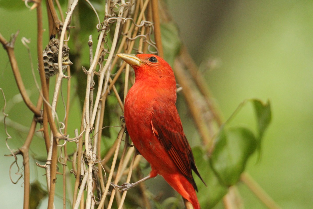 Summer Tanager - Charles Vickers