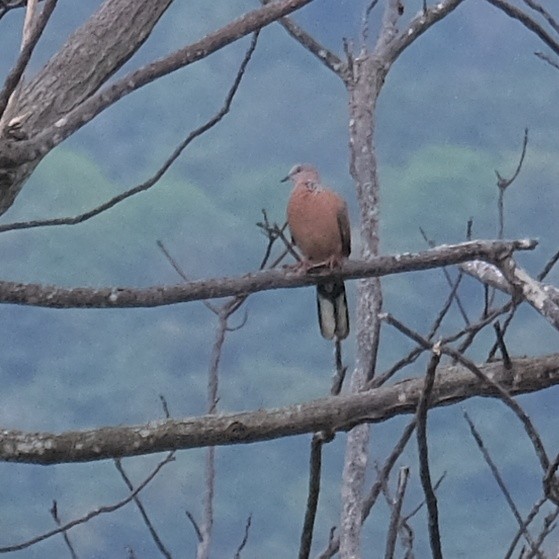 Spotted Dove - ML618250198