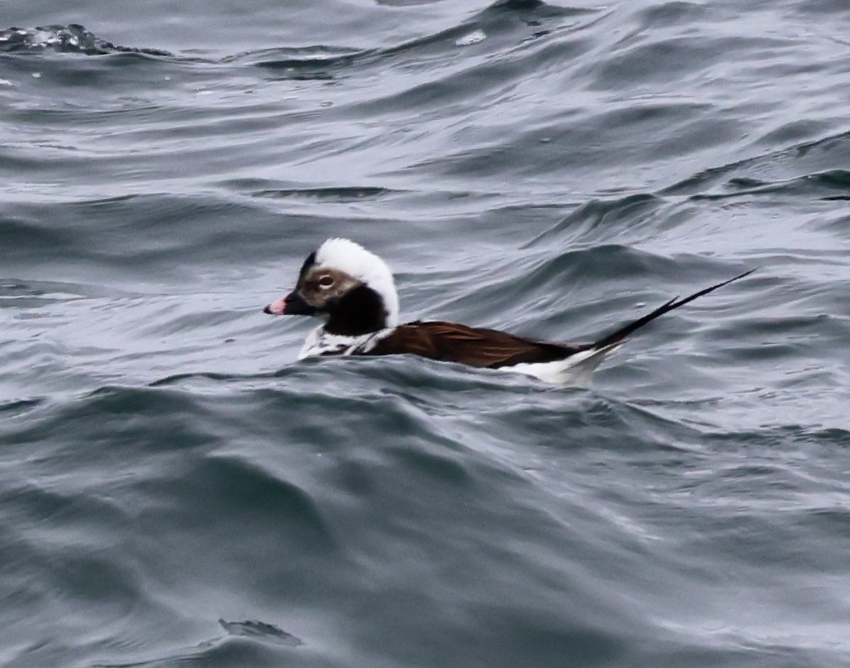 Long-tailed Duck - ML618250201