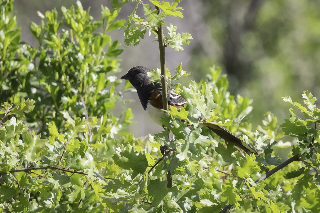 Spotted Towhee - ML618250202