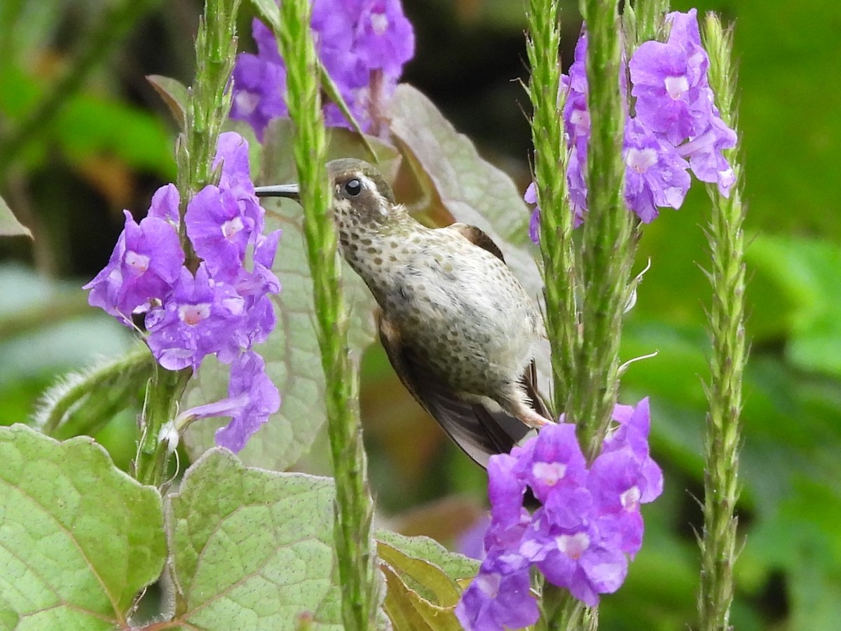 Speckled Hummingbird (maculata) - ML618250292