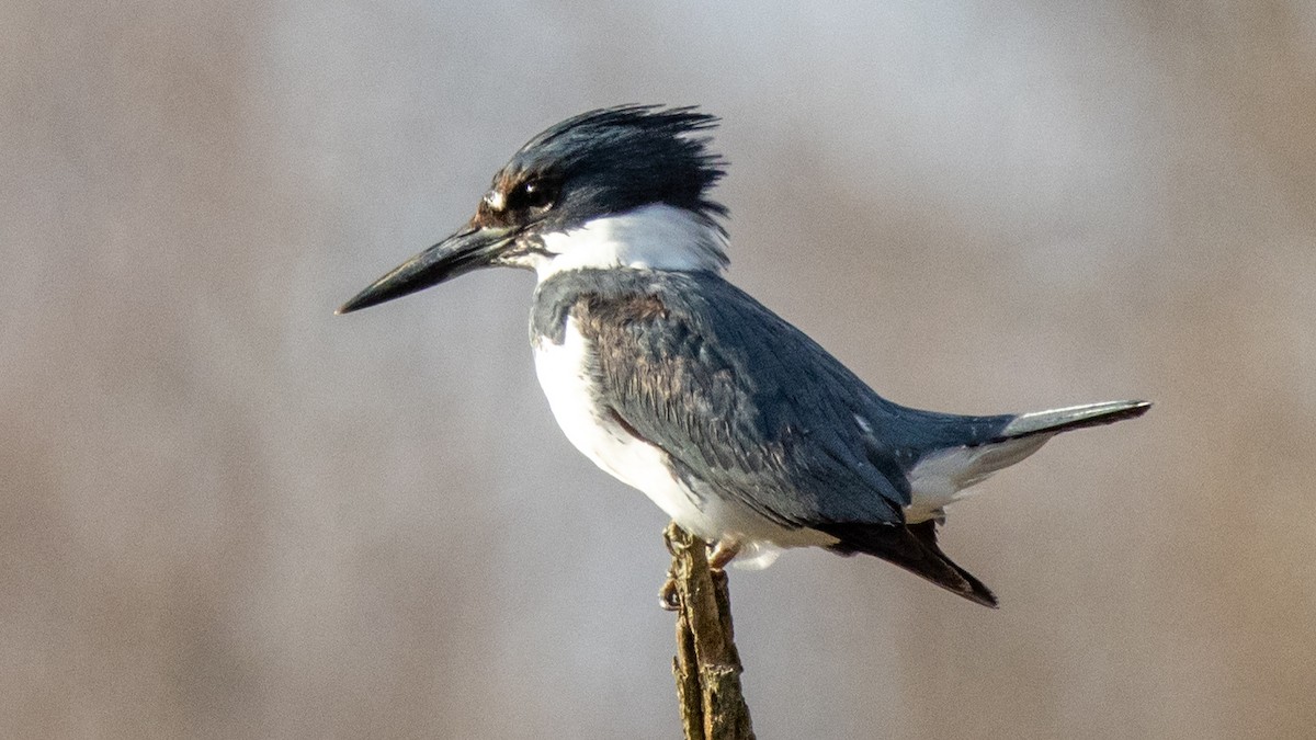 Belted Kingfisher - ML618250330