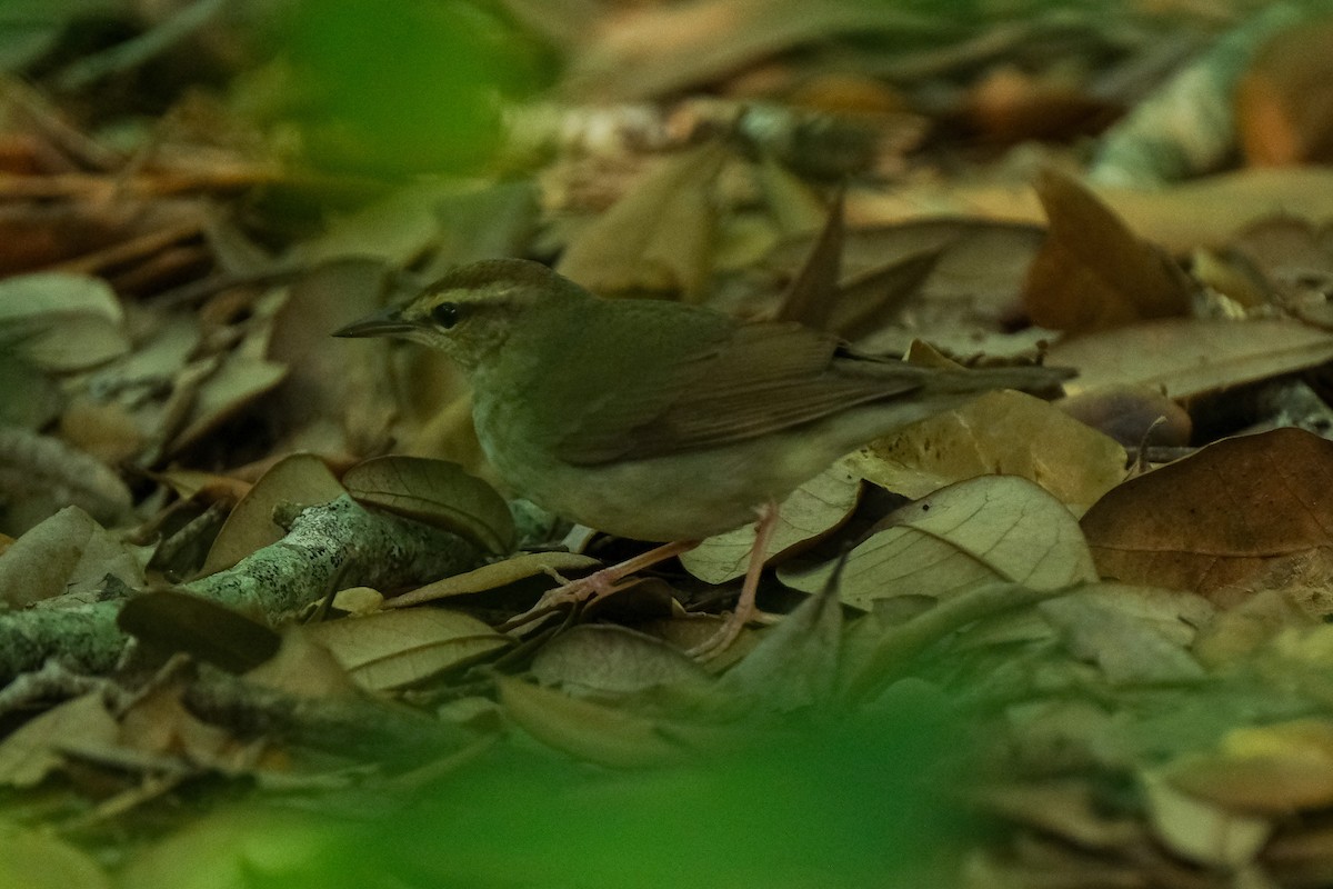 Swainson's Warbler - James Smithers