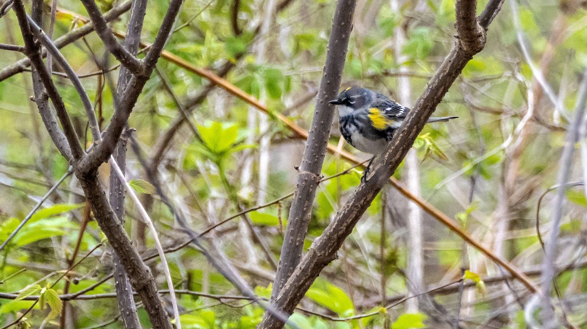 Yellow-rumped Warbler - Matt M.