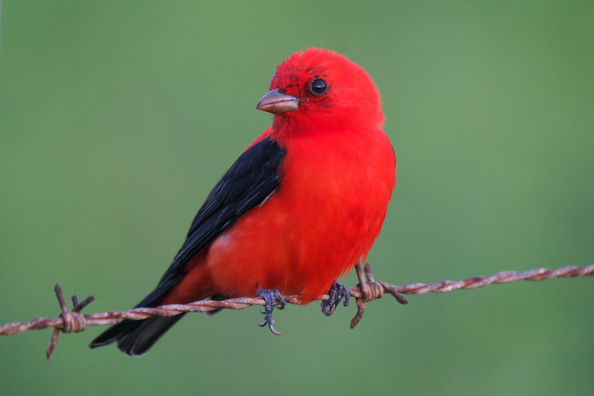 Scarlet Tanager - ML618250347