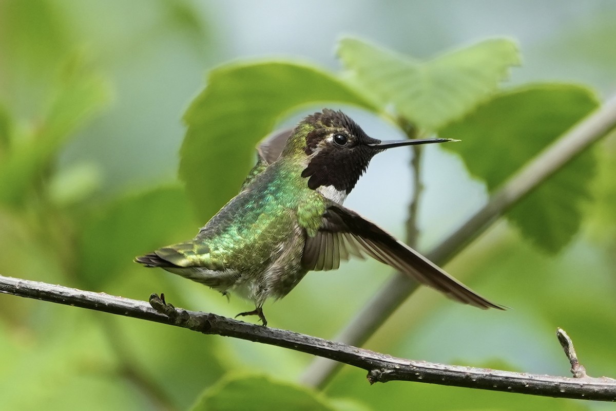 Anna's Hummingbird - ML618250394