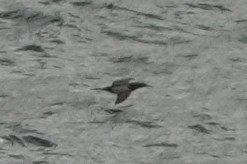 Brown Booby - ML618250400