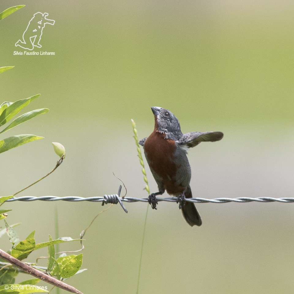 Chestnut-bellied Seedeater - Silvia Faustino Linhares