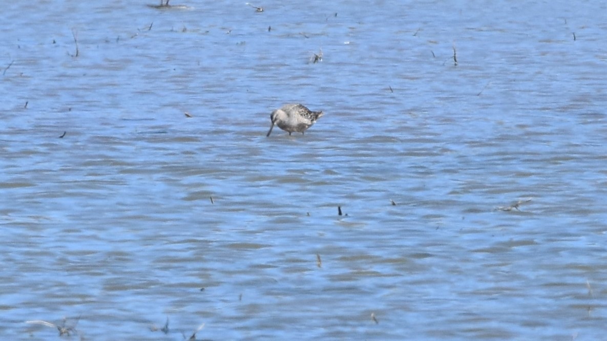 Long-billed Dowitcher - ML618250429