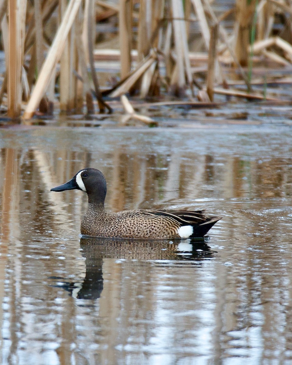 Blue-winged Teal - ML618250449