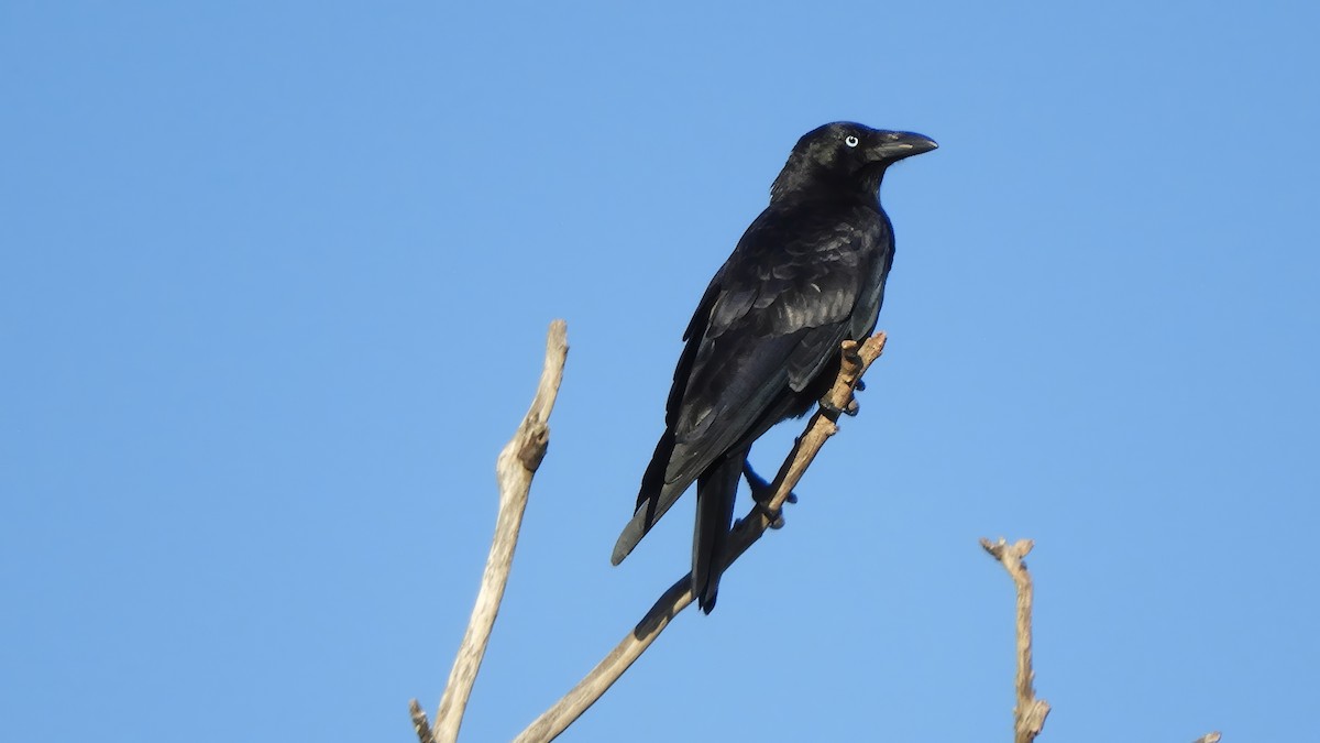 Torresian Crow - Bob Crudgington