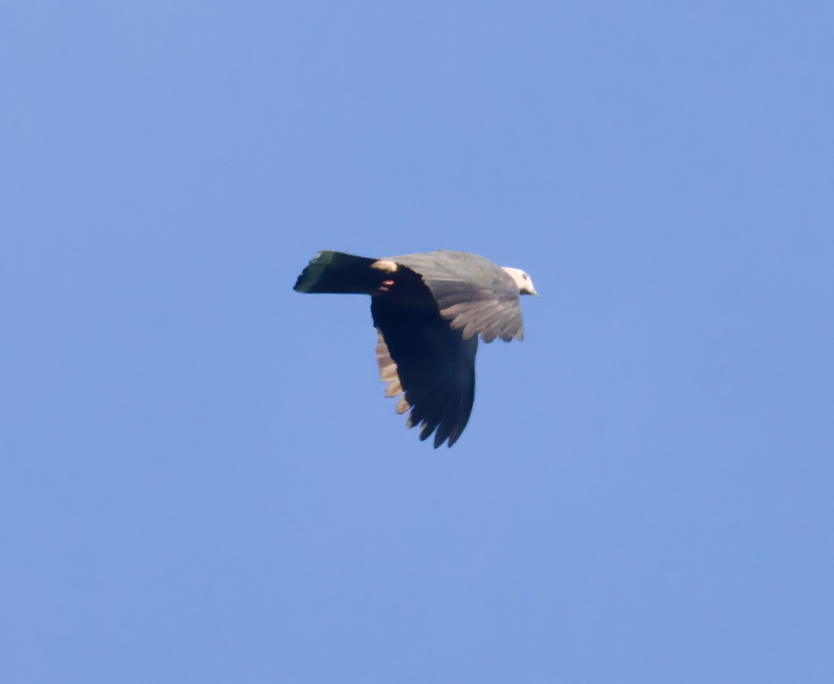 holub tmavohřbetý - ML618250461