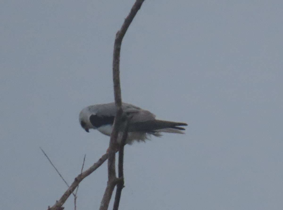 White-tailed Kite - Darcy Juday