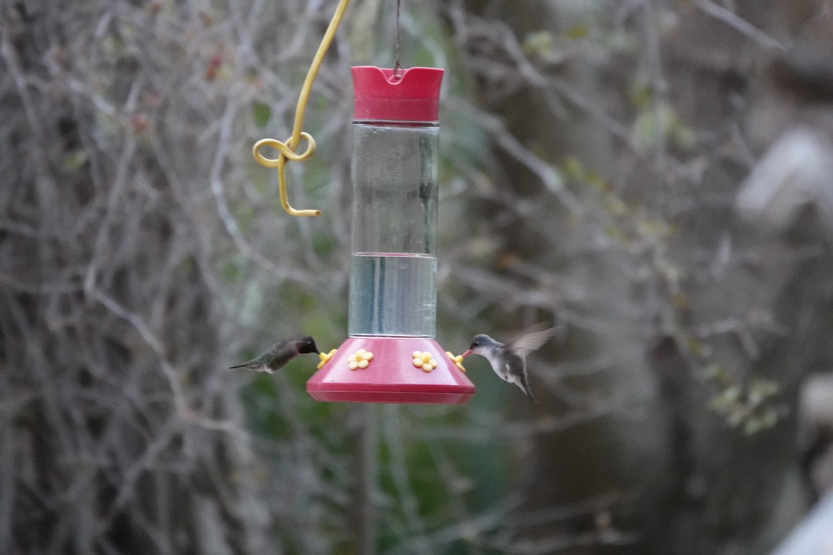 Violet-crowned Hummingbird - ML618250475