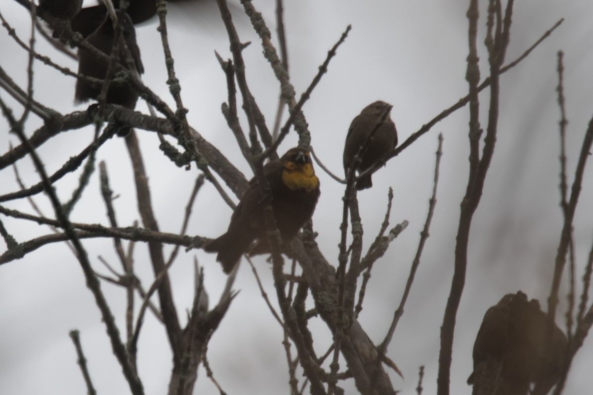 Yellow-headed Blackbird - ML618250491