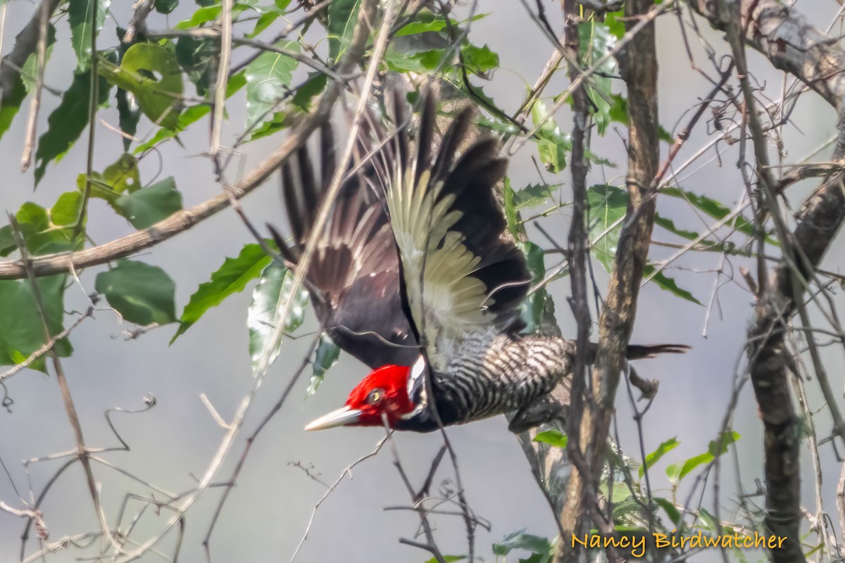 Pale-billed Woodpecker - Nancy Fernández