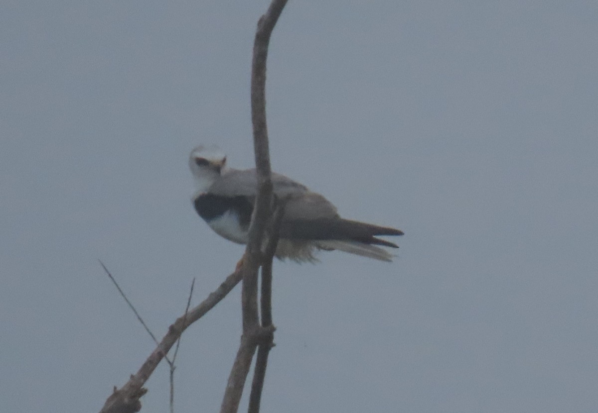 White-tailed Kite - Darcy Juday