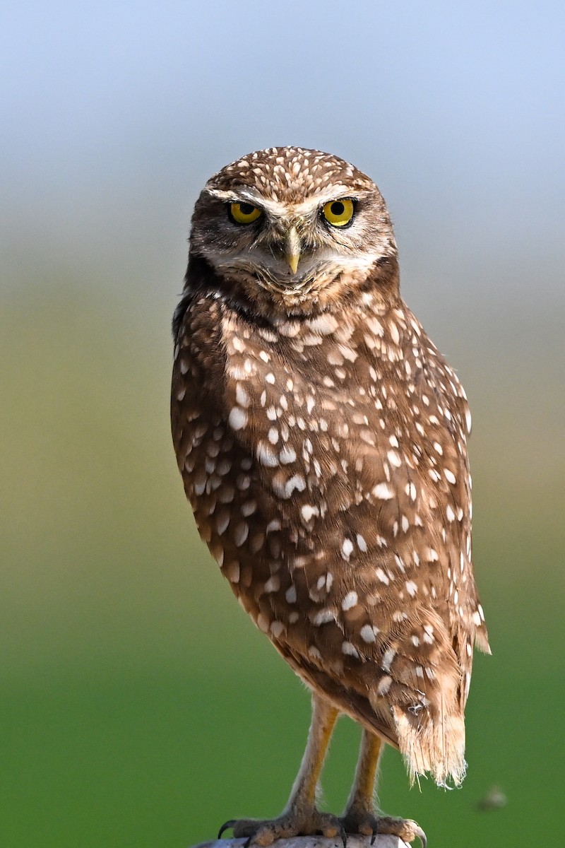 Burrowing Owl - Denis Neukomm