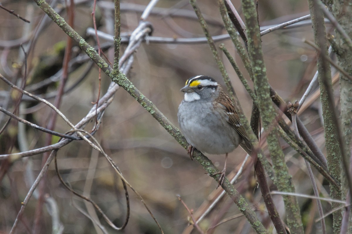 White-throated Sparrow - ML618250575
