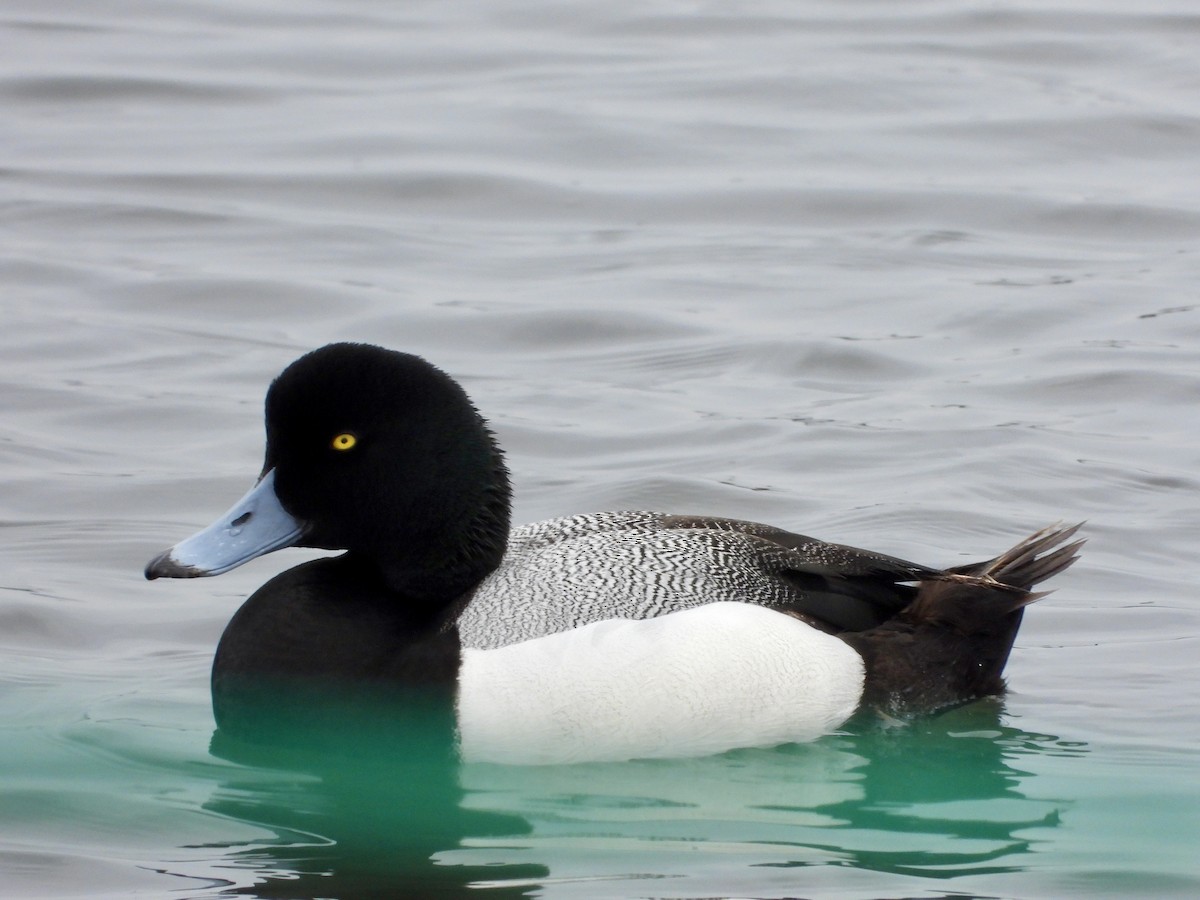 Greater Scaup - ML618250579