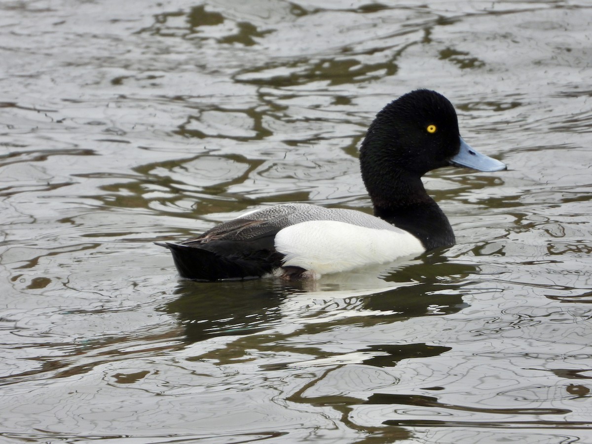 Greater Scaup - ML618250580