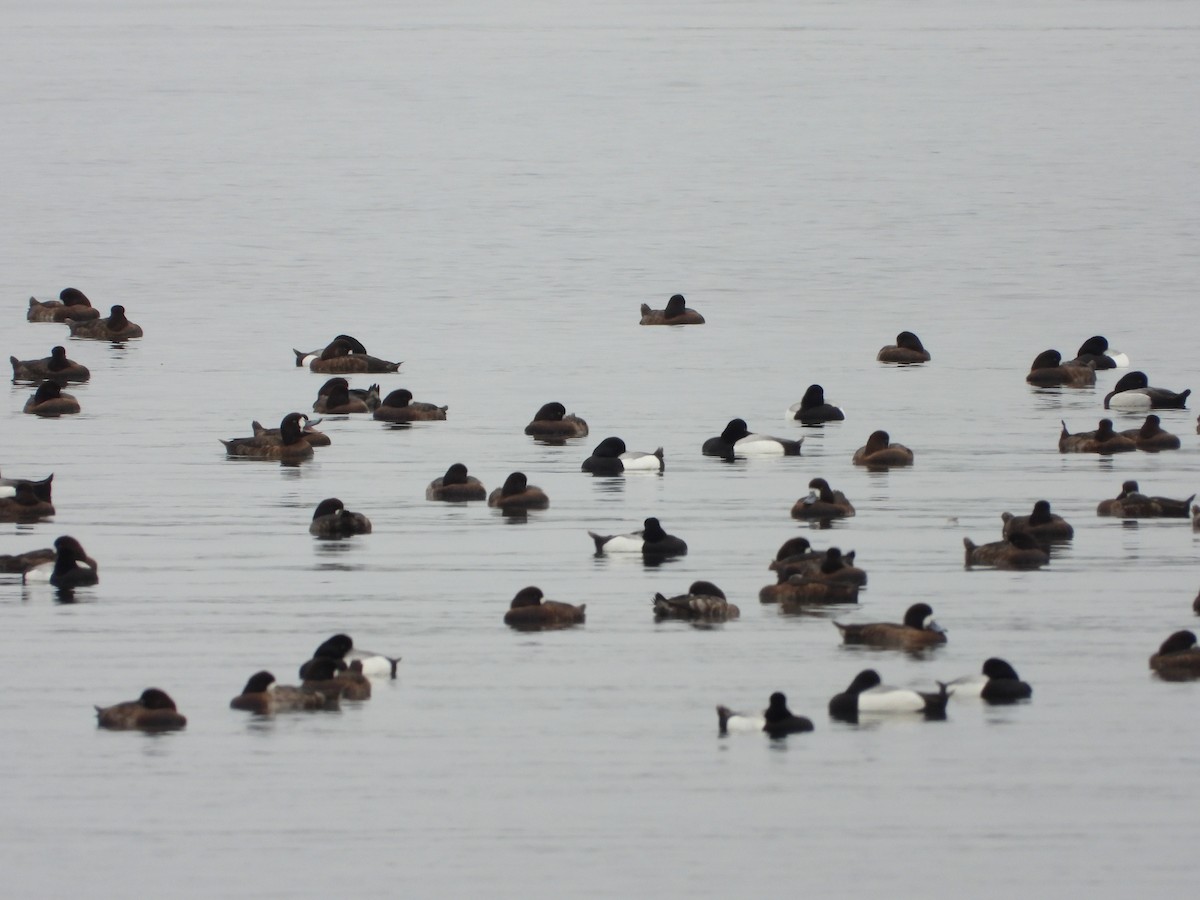 Greater Scaup - ML618250581
