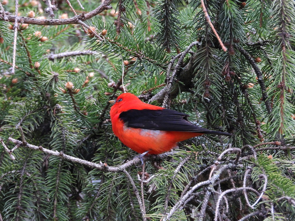 Scarlet Tanager - ML618250586