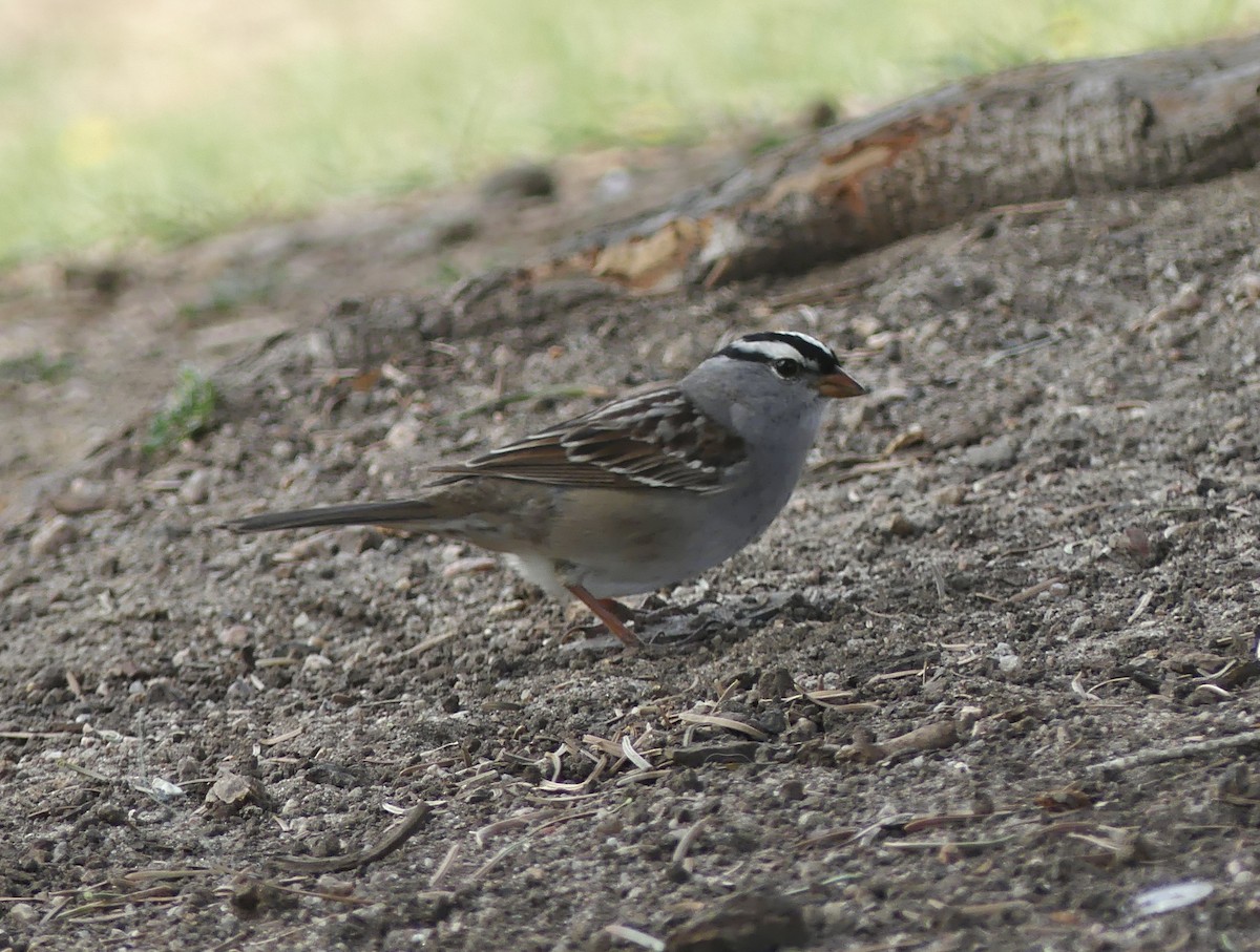 White-crowned Sparrow (Gambel's) - Cédric Duhalde