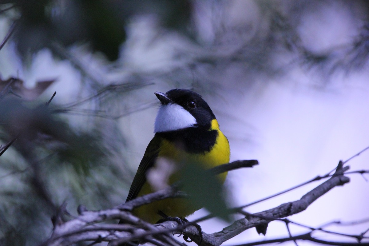 Golden Whistler - Amy Carboon
