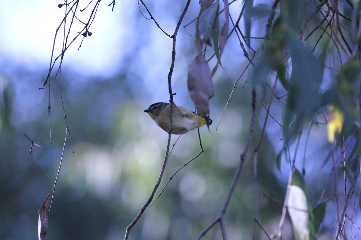 Spotted Pardalote - ML618250599
