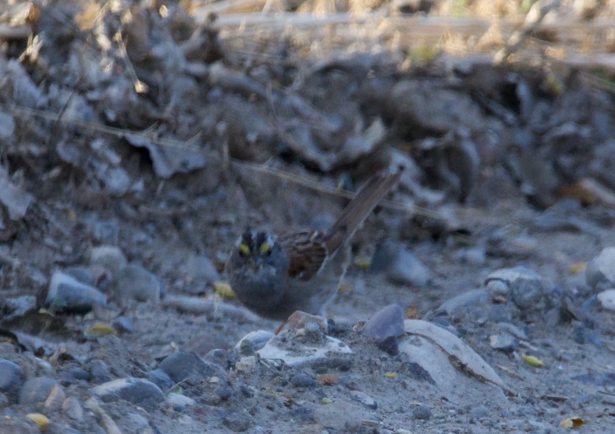 White-throated Sparrow - ML618250605