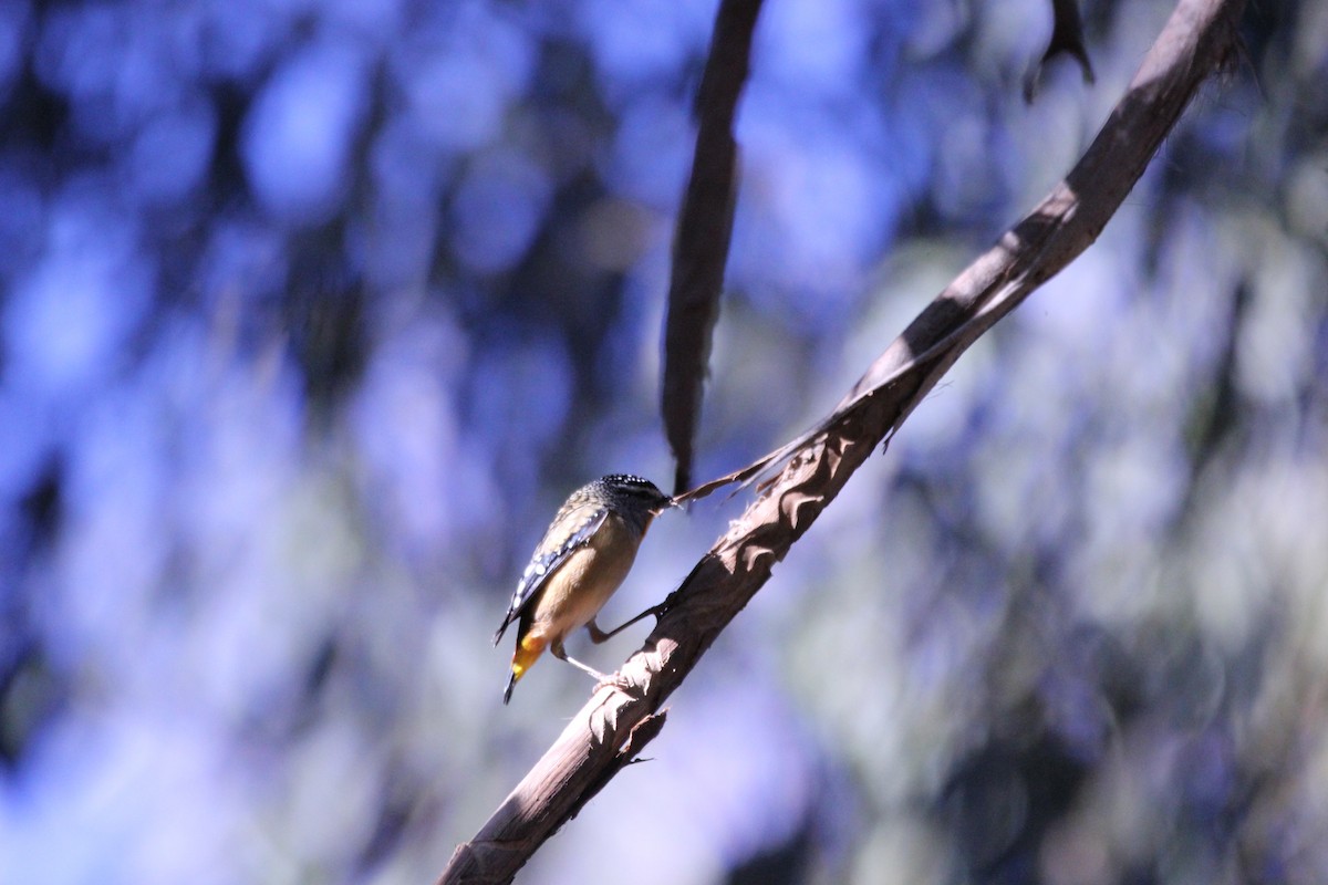 Spotted Pardalote - Amy Carboon