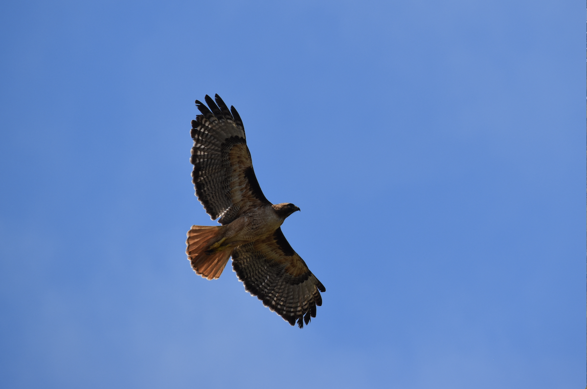Red-tailed Hawk - ML618250619