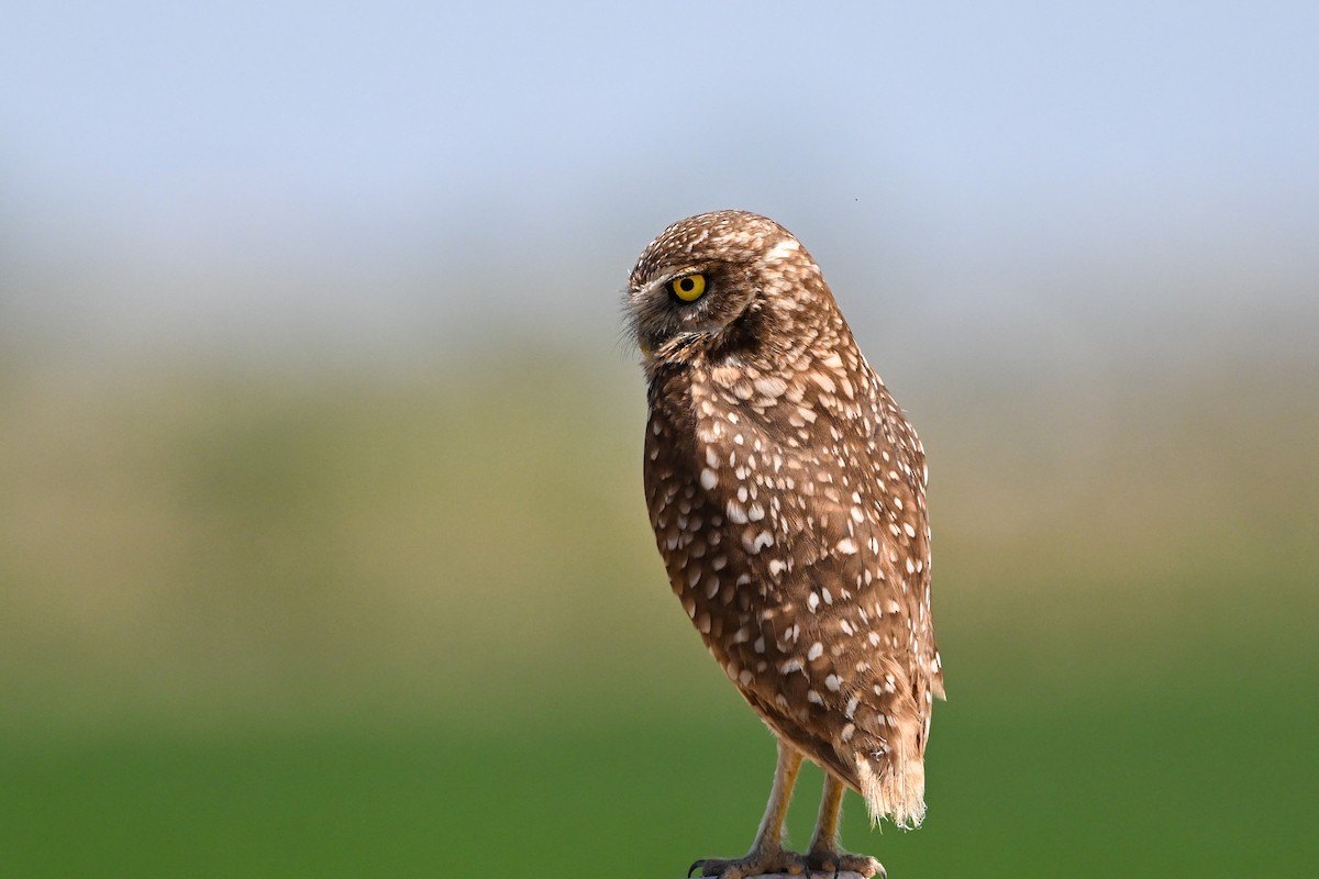 Burrowing Owl - ML618250637