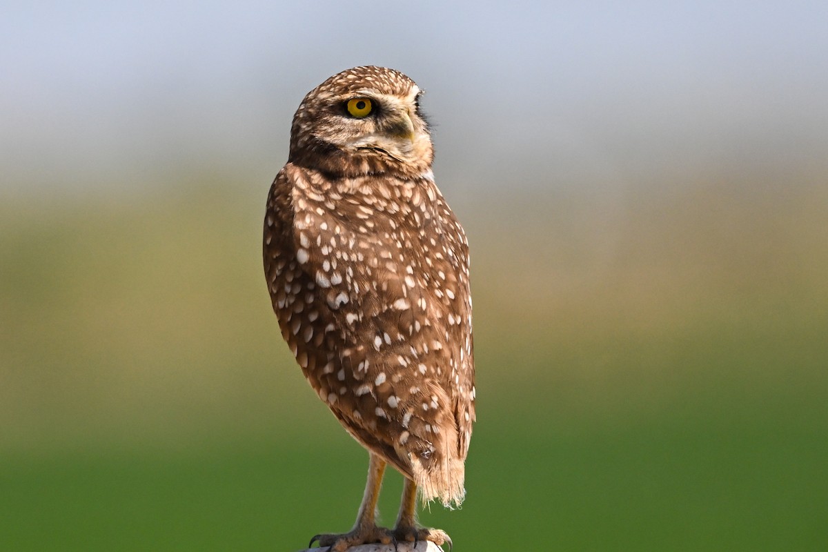 Burrowing Owl - Denis Neukomm