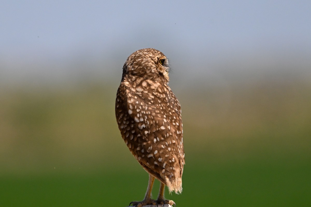 Burrowing Owl - ML618250639